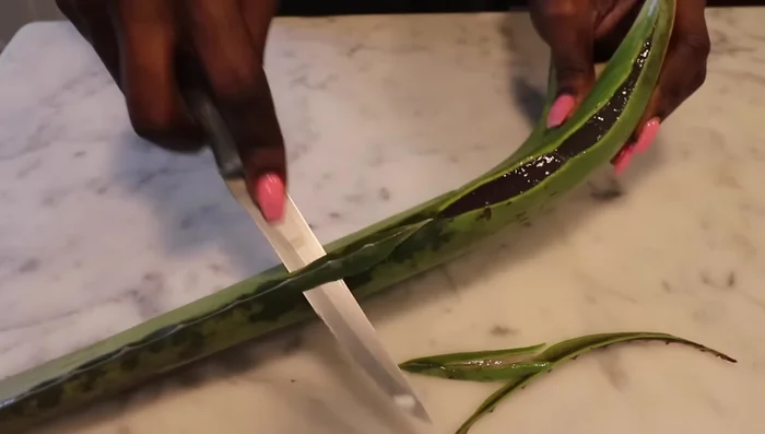 Prepare Aloe Vera Juice: Cut aloe vera leaves, rinse, and extract the juice using a strainer.